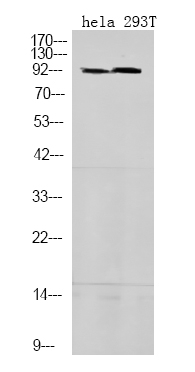 Phospho-STAT5 alpha/beta (Ser725, Ser730) Antibody in Western Blot (WB)