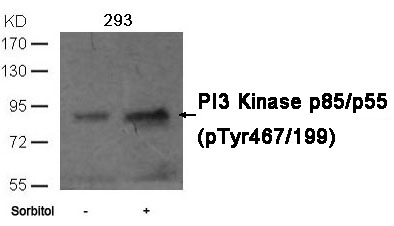 Phospho-PI3K p85/p55 (Tyr467, Tyr199) Antibody in Western Blot (WB)
