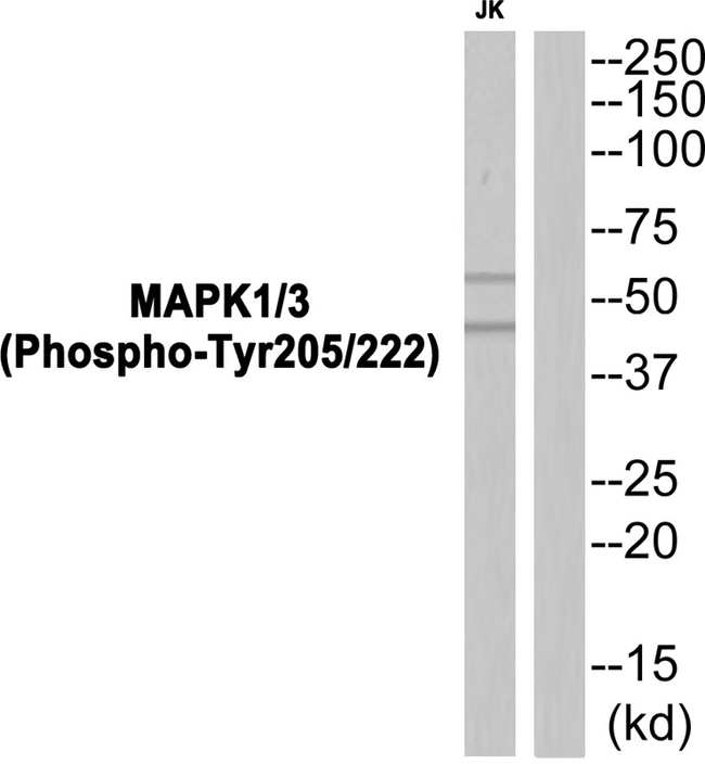Phospho-ERK1/ERK2 (Tyr205, Tyr222) Antibody in Western Blot (WB)