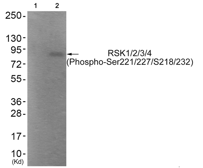 Phospho-RSK Pan (Ser221, Ser227, Ser218, Ser232) Antibody in Western Blot (WB)