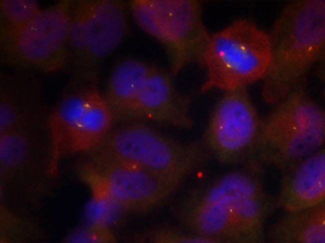 Phospho-Synaptotagmin 1/2 (Thr202, Thr199) Antibody in Immunocytochemistry (ICC/IF)