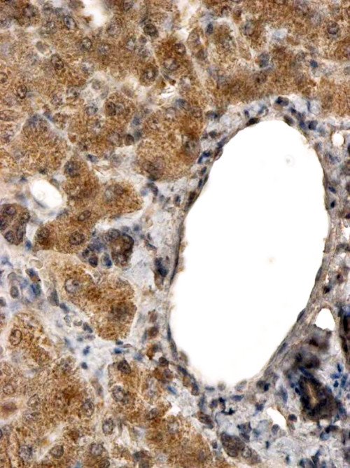 ALDH3A2 Antibody in Immunohistochemistry (Paraffin) (IHC (P))