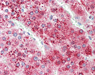 Apolipoprotein D Antibody in Immunohistochemistry (Paraffin) (IHC (P))