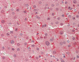 Flavin reductase Antibody in Immunohistochemistry (Paraffin) (IHC (P))