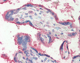 FUT2 Antibody in Immunohistochemistry (Paraffin) (IHC (P))