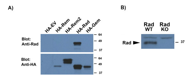 RRAD Antibody in Western Blot (WB)