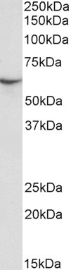 STXBP3 Antibody in Western Blot (WB)