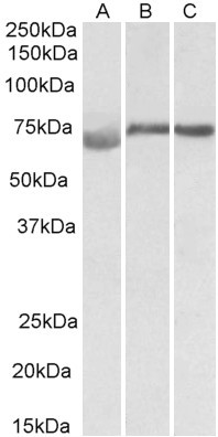 DMTF1 Antibody in Western Blot (WB)