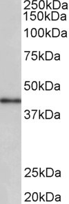 CCNDBP1 Antibody in Western Blot (WB)