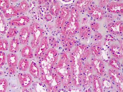 CRLS1 Antibody in Immunohistochemistry (Paraffin) (IHC (P))