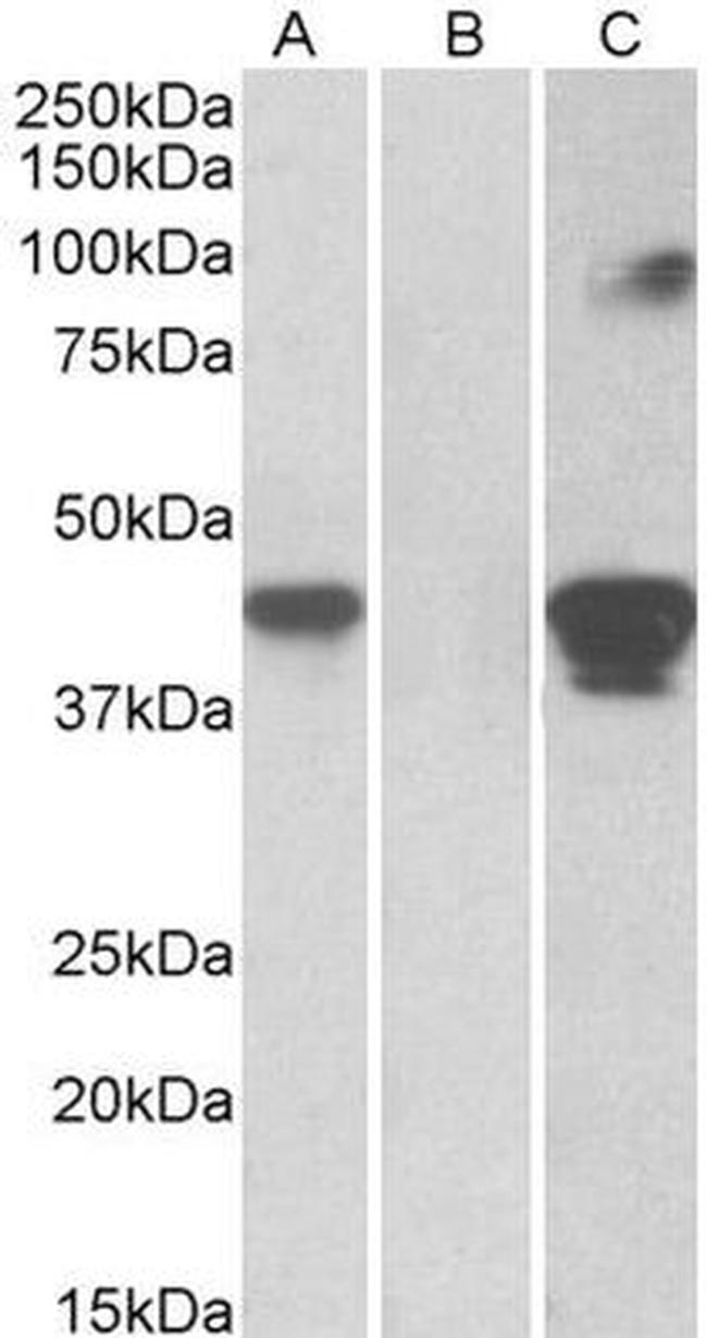 SLAMF8 Antibody in Western Blot (WB)