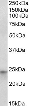 HES4 Antibody in Western Blot (WB)
