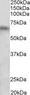 CYP2D10 Antibody in Western Blot (WB)
