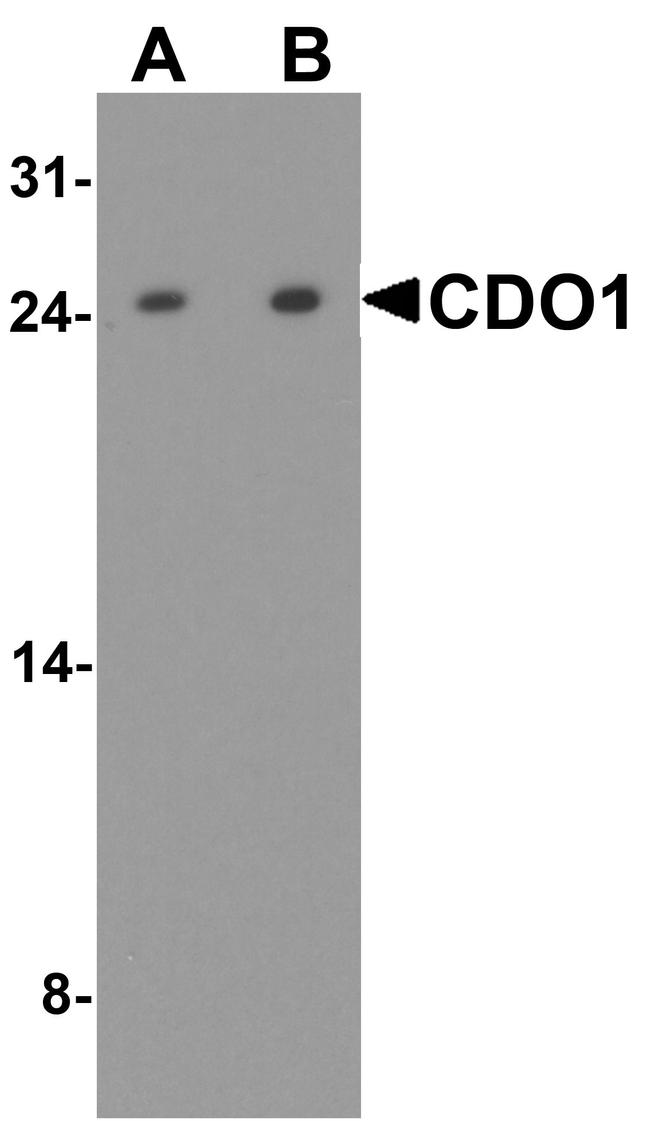 CDO1 Antibody in Western Blot (WB)