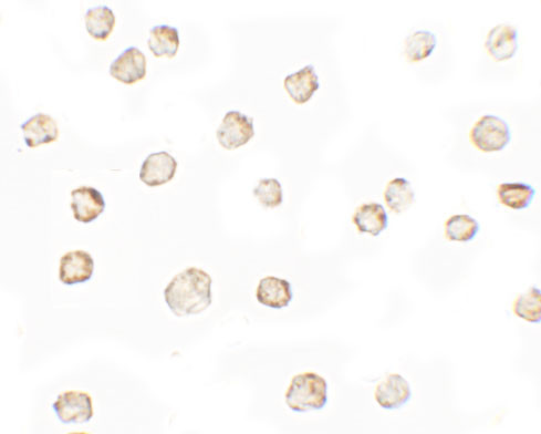 TESPA1 Antibody in Immunocytochemistry (ICC/IF)