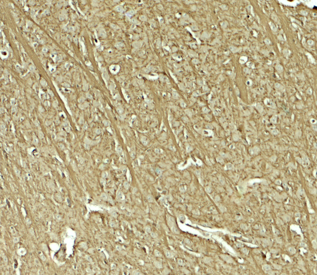 TENM1 Antibody in Immunohistochemistry (Paraffin) (IHC (P))
