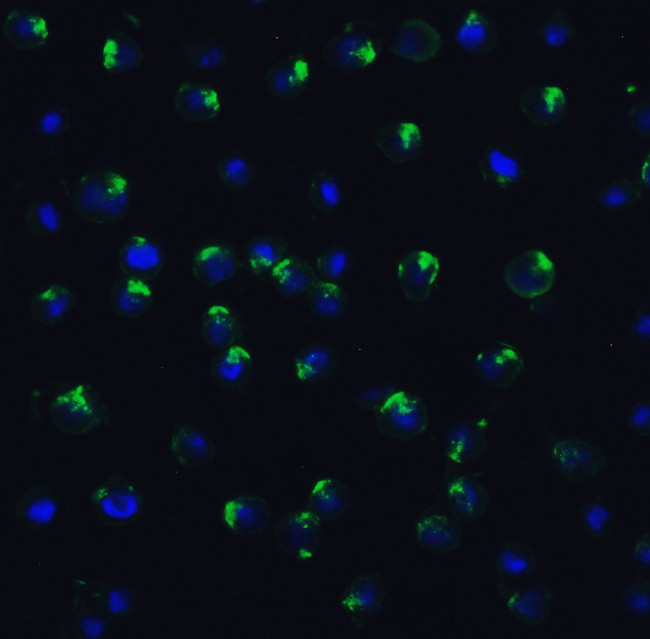 PPARGC1A Antibody in Immunocytochemistry (ICC/IF)