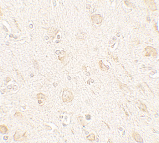 AMIGO1 Antibody in Immunohistochemistry (Paraffin) (IHC (P))
