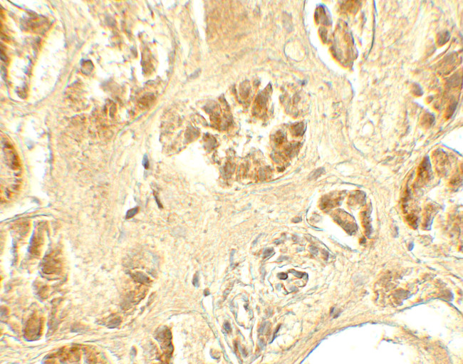 GDPD5 Antibody in Immunohistochemistry (Paraffin) (IHC (P))