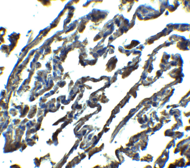 SPNS1 Antibody in Immunohistochemistry (IHC)