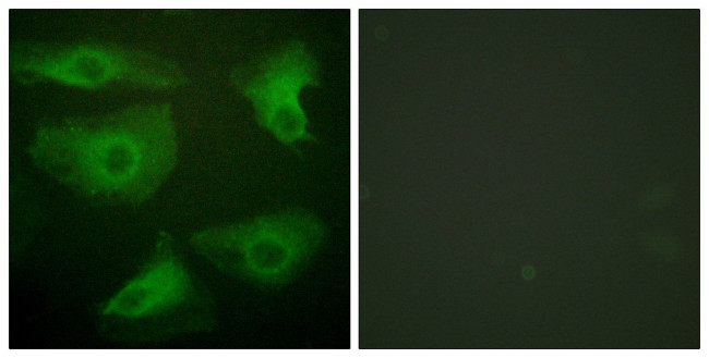 Phospho-IkB epsilon (Ser22) Antibody in Immunocytochemistry (ICC/IF)