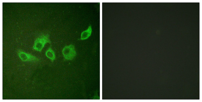 Phospho-Crk (Tyr221) Antibody in Immunocytochemistry (ICC/IF)