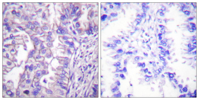 GAD65/GAD67 Antibody in Immunohistochemistry (Paraffin) (IHC (P))