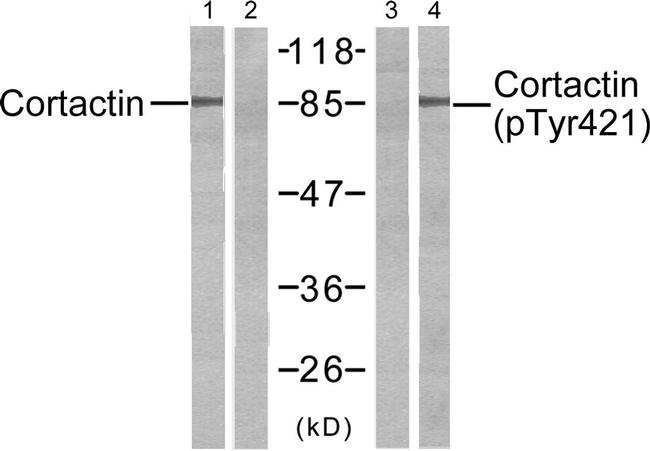 Phospho-Cortactin (Tyr421) Antibody in Western Blot (WB)