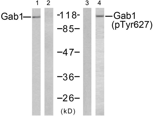 Phospho-GAB1 (Tyr627) Antibody in Western Blot (WB)