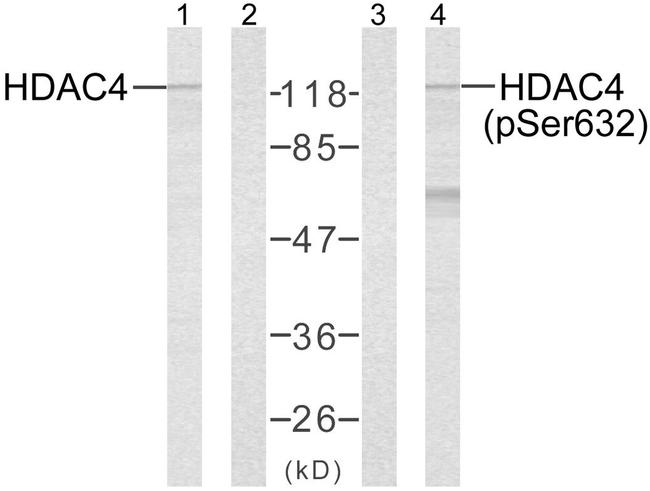 Phospho-HDAC4 (Ser632) Antibody in Western Blot (WB)