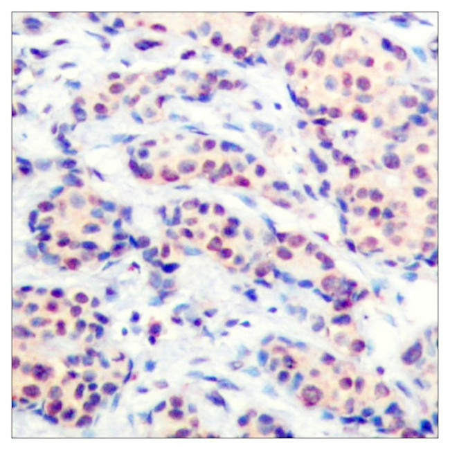 JunD Antibody in Immunohistochemistry (Paraffin) (IHC (P))