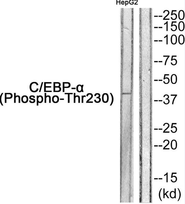 Phospho-C/EBP alpha (Thr230) Antibody in Western Blot (WB)
