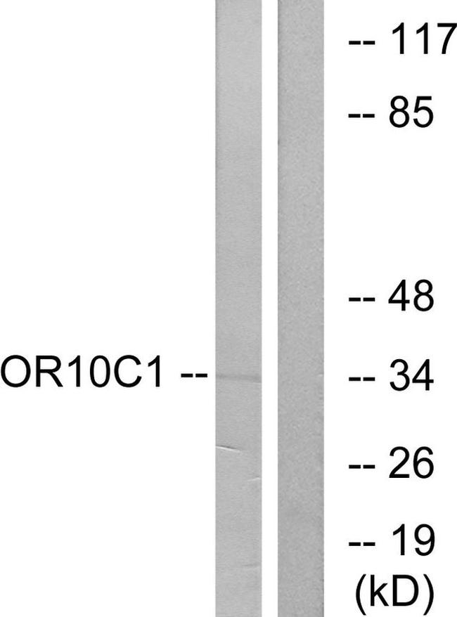 OR10C1 Antibody in Western Blot (WB)