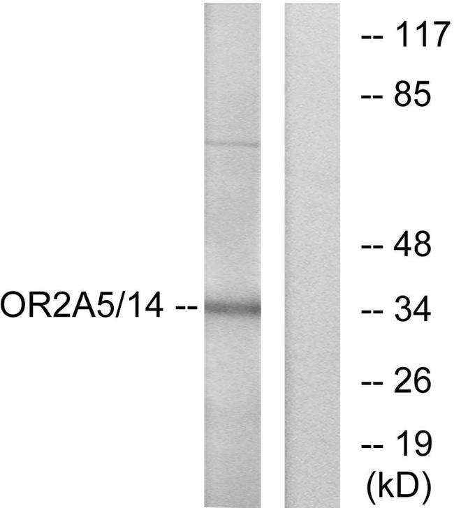 OR2A5/OR2A14 Antibody in Western Blot (WB)