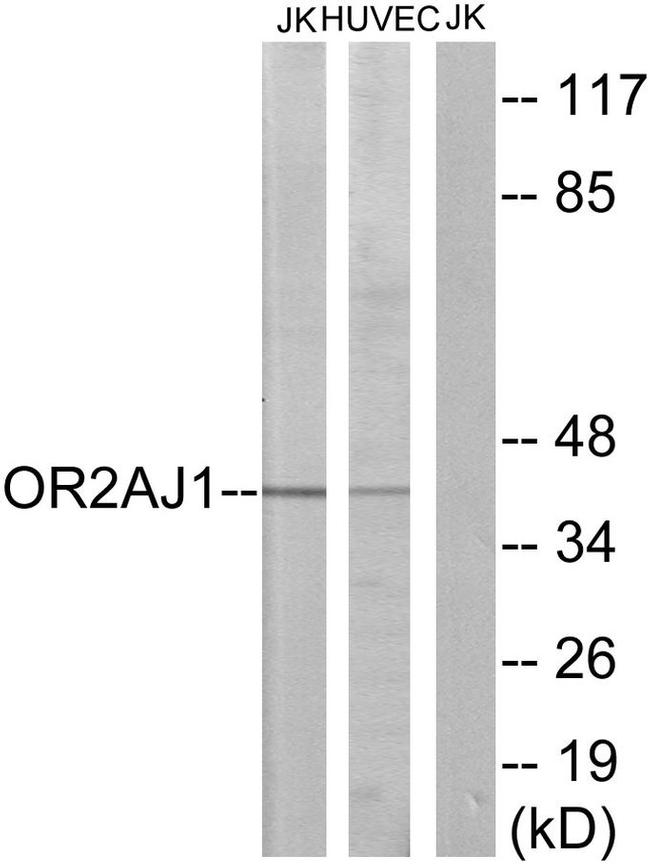 OR2AJ1 Antibody in Western Blot (WB)