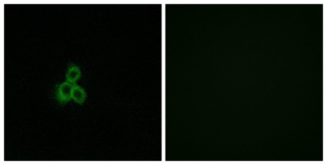 OR2T2/OR2T35 Antibody in Immunocytochemistry (ICC/IF)