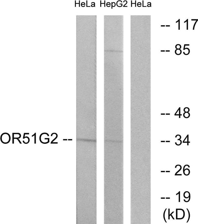 OR51G2 Antibody in Western Blot (WB)