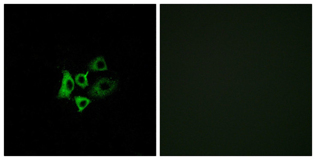 OR51T1 Antibody in Immunocytochemistry (ICC/IF)