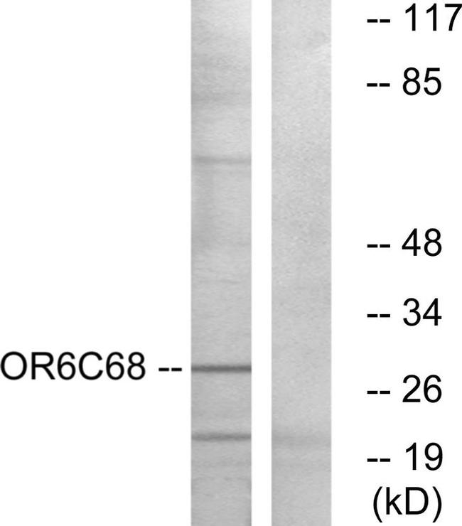 OR6C68 Antibody in Western Blot (WB)