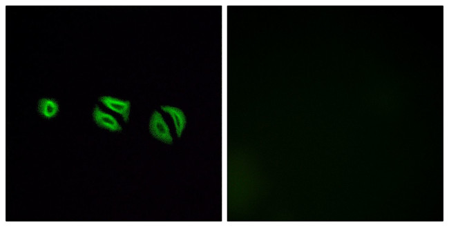 OR10G6 Antibody in Immunocytochemistry (ICC/IF)