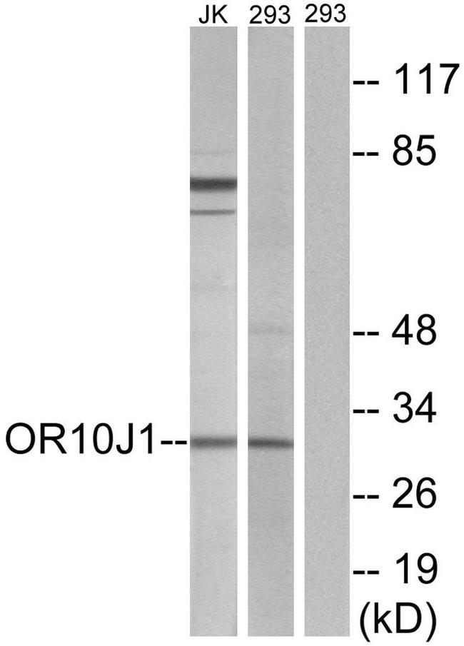 OR10J1 Antibody in Western Blot (WB)