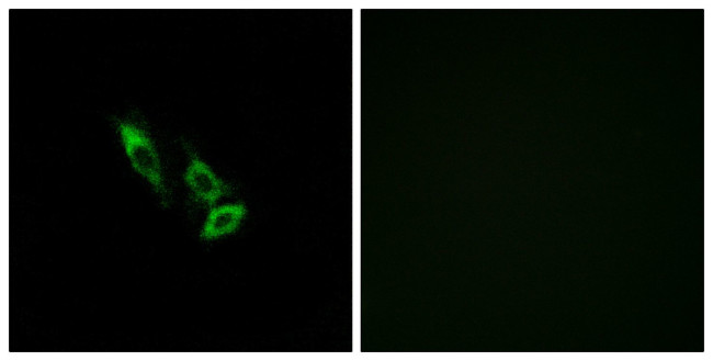 OR10V1 Antibody in Immunocytochemistry (ICC/IF)