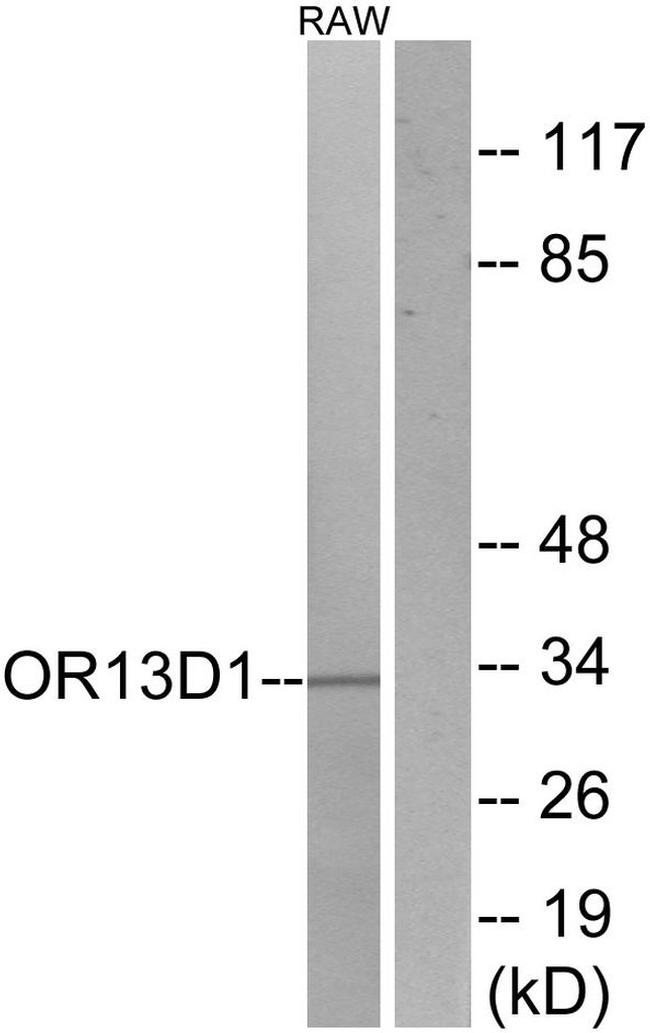 OR13D1 Antibody in Western Blot (WB)