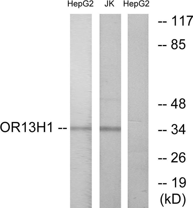 OR13H1 Antibody in Western Blot (WB)