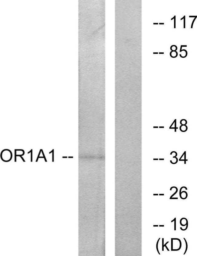 OR1A1 Antibody in Western Blot (WB)