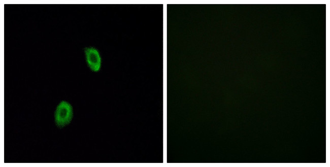 OR1D2 Antibody in Immunocytochemistry (ICC/IF)