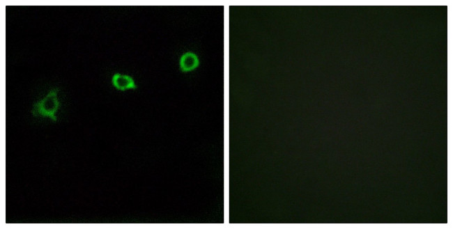 OR1N1 Antibody in Immunocytochemistry (ICC/IF)