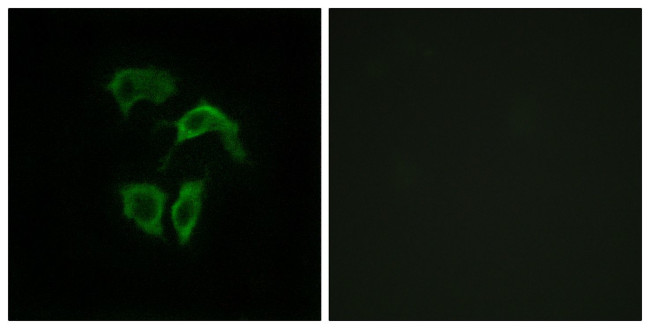 OR2A4/OR2A7 Antibody in Immunocytochemistry (ICC/IF)