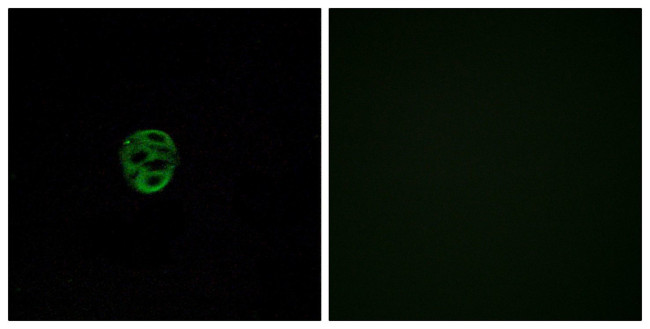 OR2AE1 Antibody in Immunocytochemistry (ICC/IF)