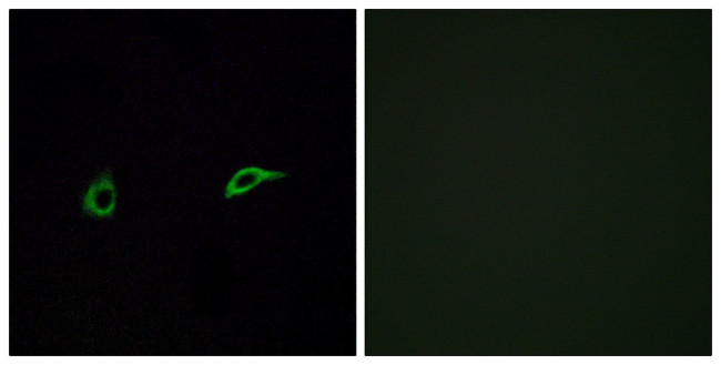 OR2C1 Antibody in Immunocytochemistry (ICC/IF)